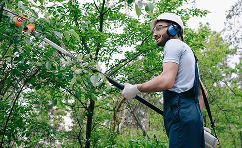 treepruning image