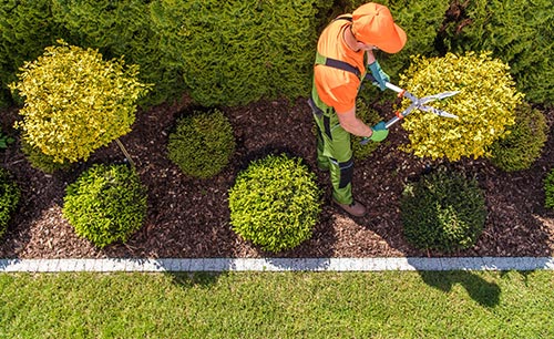 Tree Trimming image